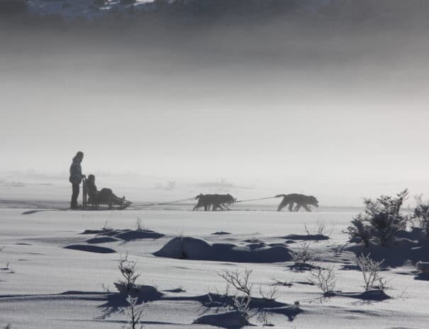 EXPERIENCIA HUSKY - Imagen 1