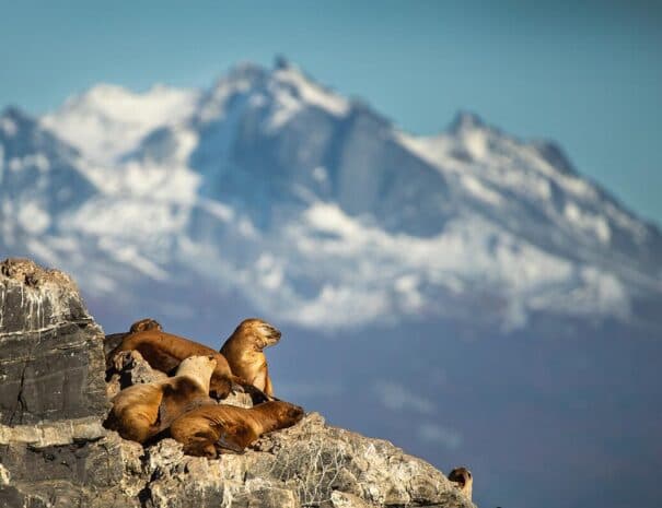 PINGUINERA ISLA MARTILLO - Imagen 6