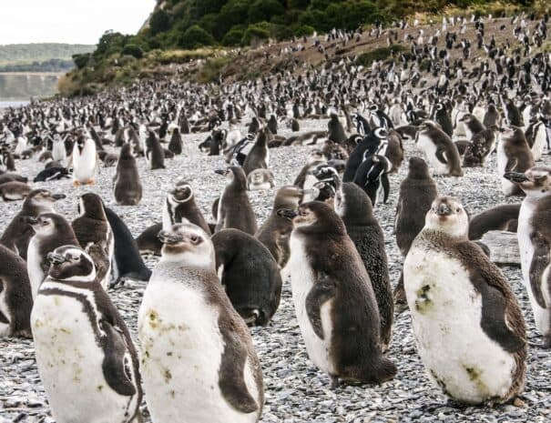 PINGUINERA ISLA MARTILLO - Imagen 7