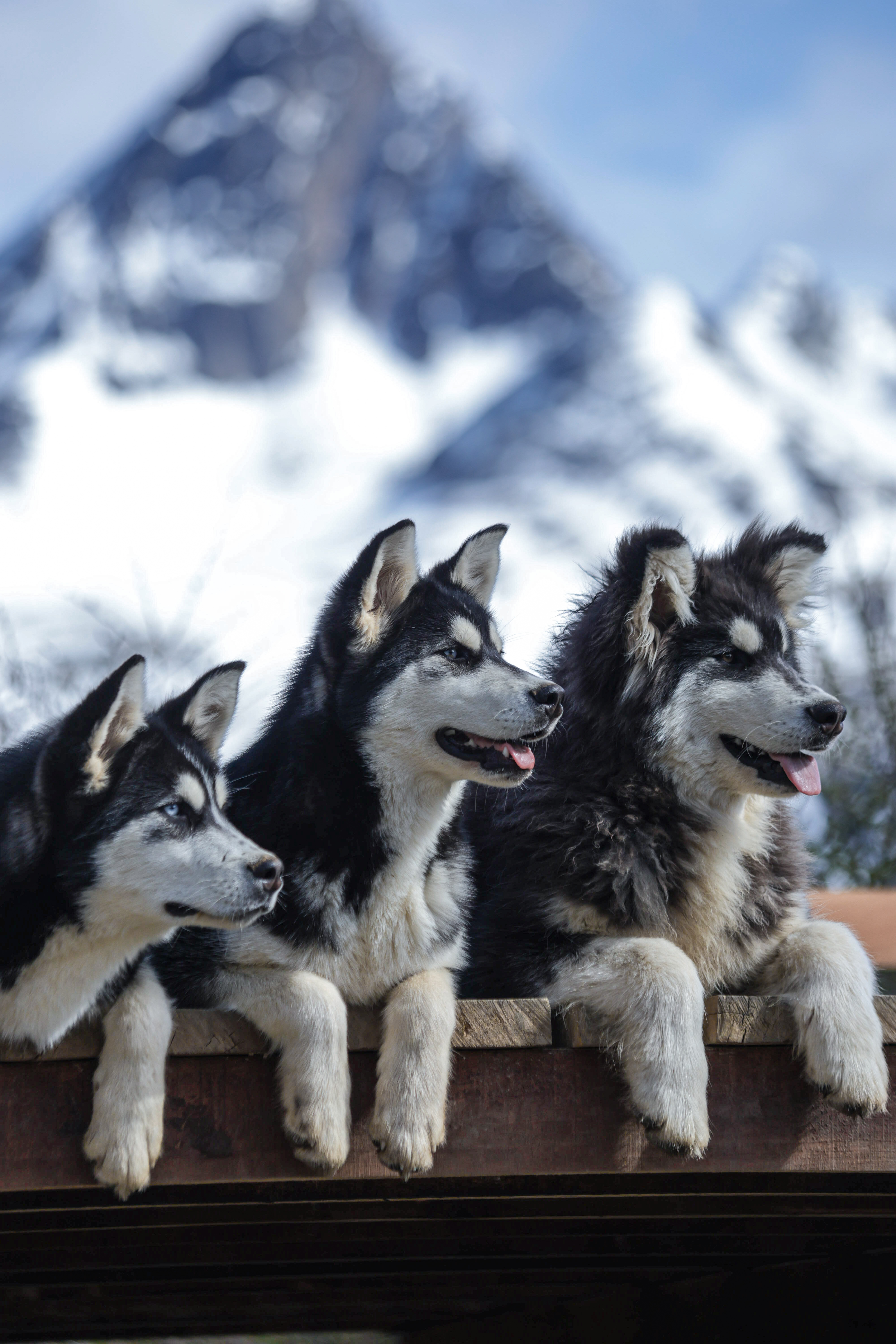 EXPERIENCIA HUSKY VERANO