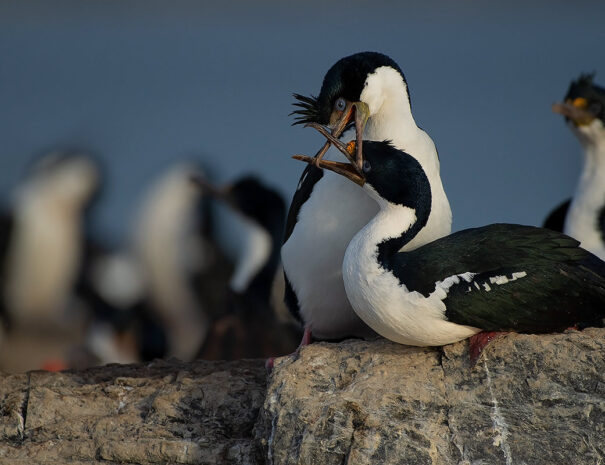 CANAL BEAGLE EN CATAMARAN - Imagen 2