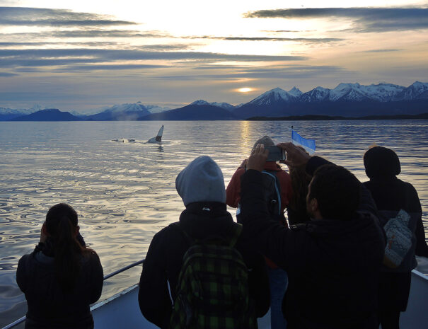 PINGUINERA ISLA MARTILLO - Imagen 2