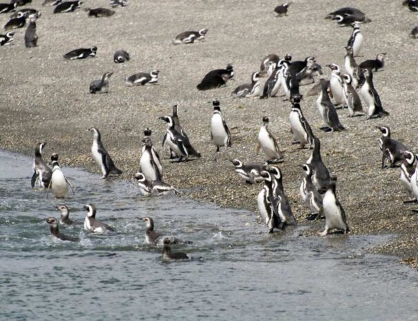 PINGUINERA ISLA MARTILLO - Imagen 3