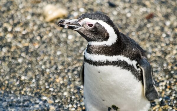 PINGUINERA ISLA MARTILLO - Imagen 4