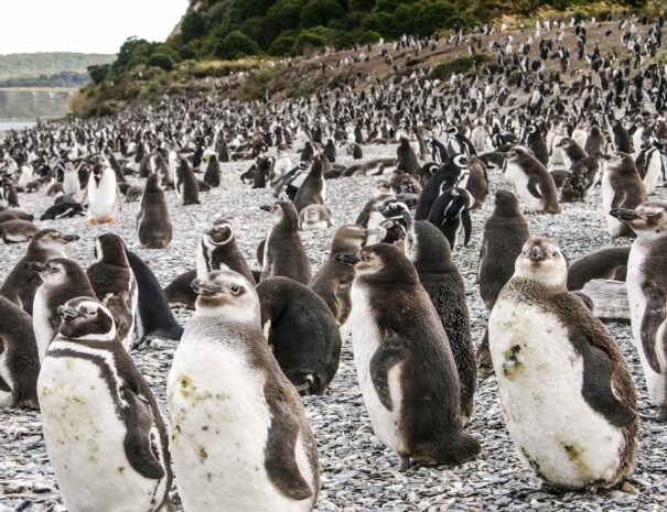 PINGUINERA ISLA MARTILLO - Imagen 7